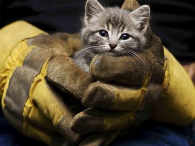 Коломенские газовщики спасли котенка, оказавшегося в вентиляционном канале